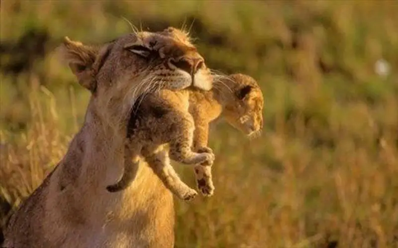 Lioness with Cub in mouth