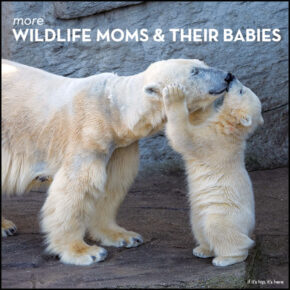More Beautiful Wildlife Moms and Their Babies for Mother’s Day