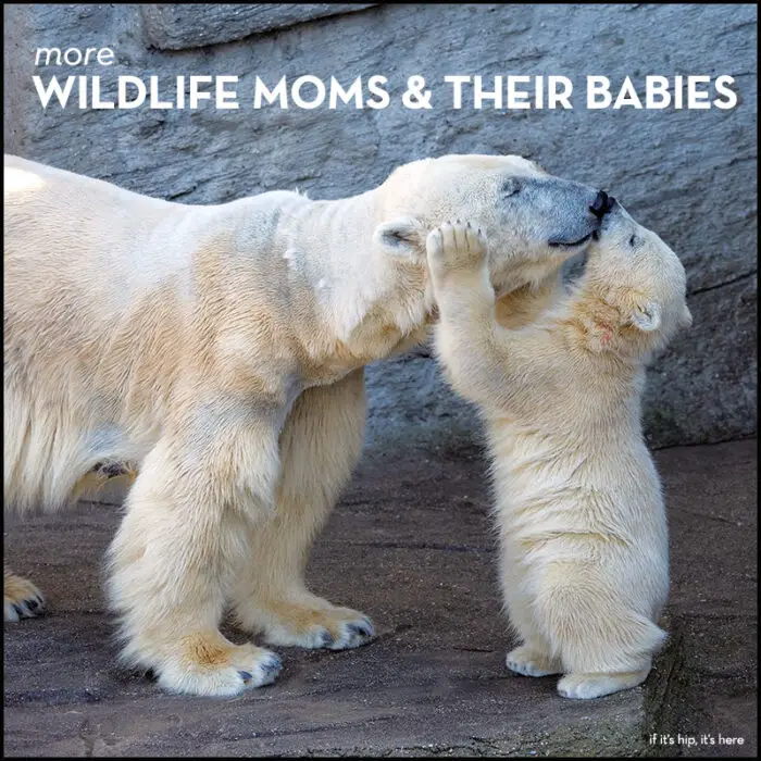 Read more about the article More Beautiful Wildlife Moms and Their Babies for Mother’s Day
