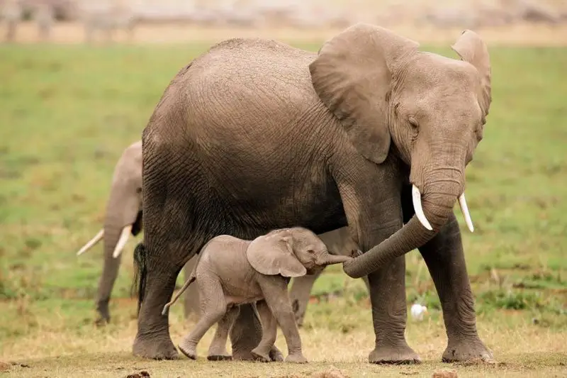 Mother Elephant and baby calf