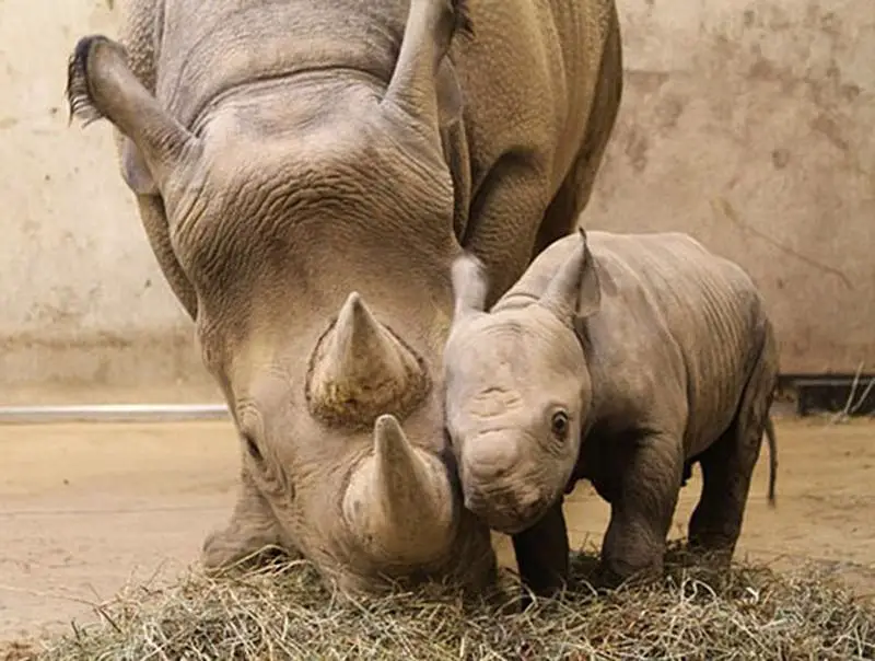 Rhino and Calf