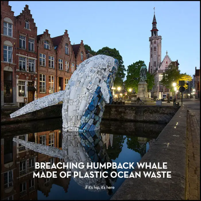 Read more about the article Whale Made Of Plastic Ocean Waste Breaches Brugges Canal