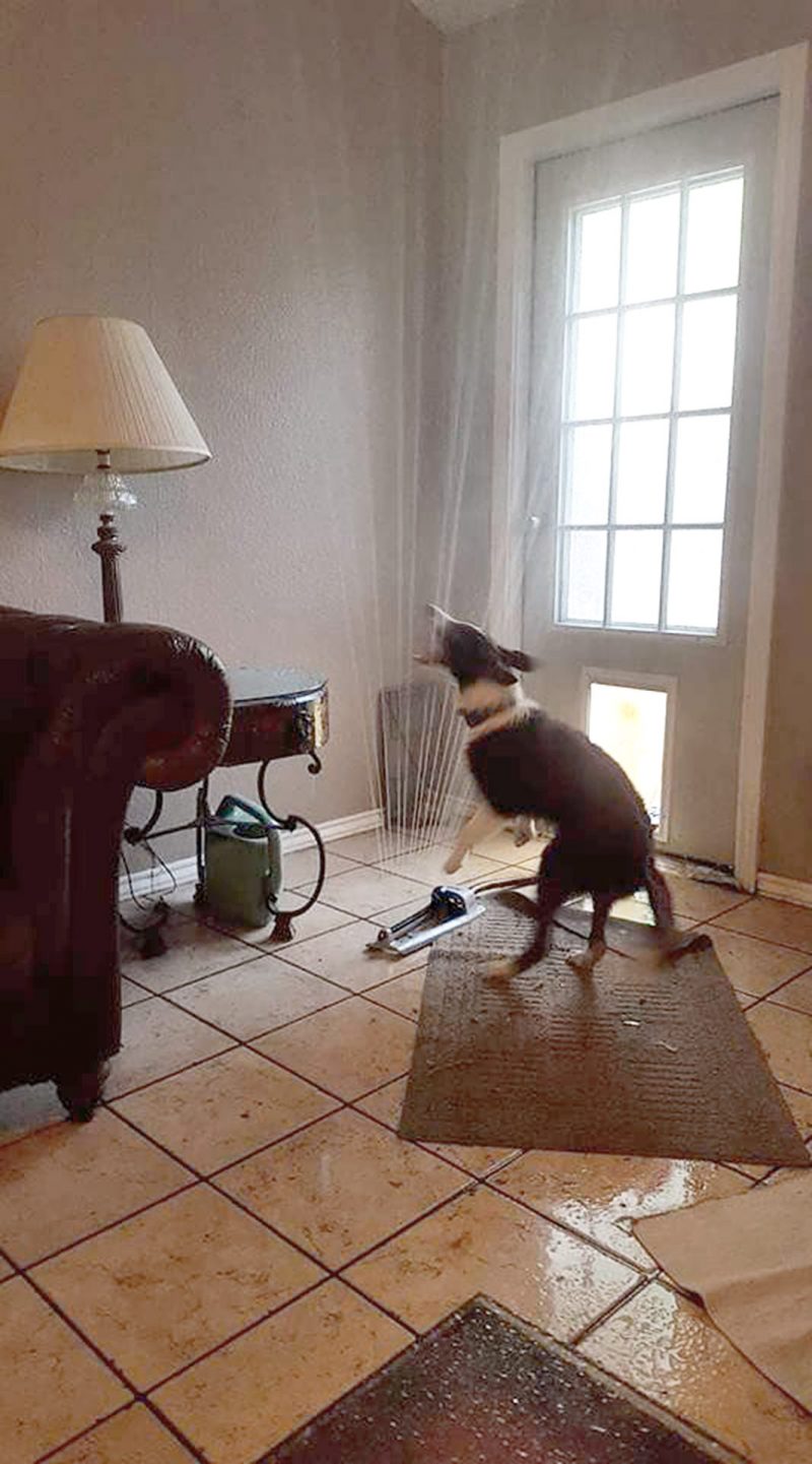 dog with sprinkler