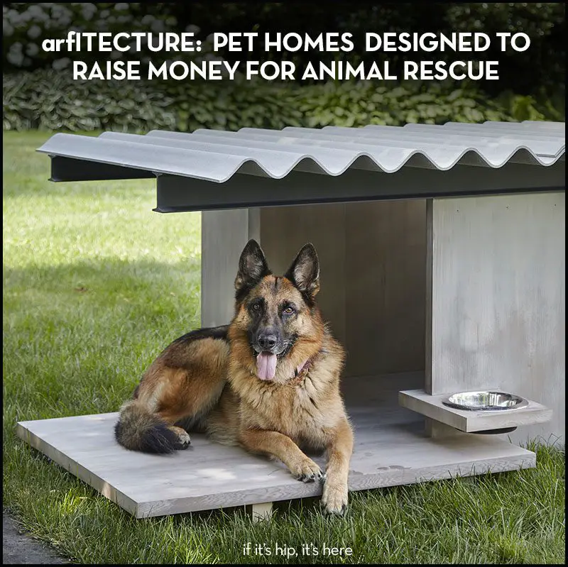 arfitecture pet homes designed to raise money