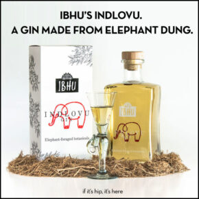 Indlovu, A Premium Gin Made From Elephant Dung.