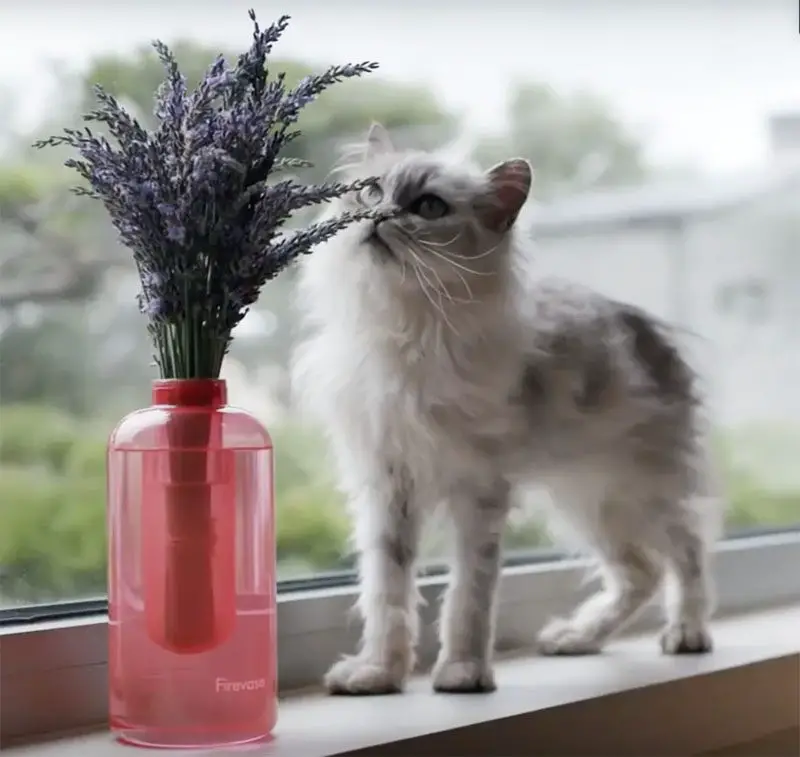 kitten and firevase