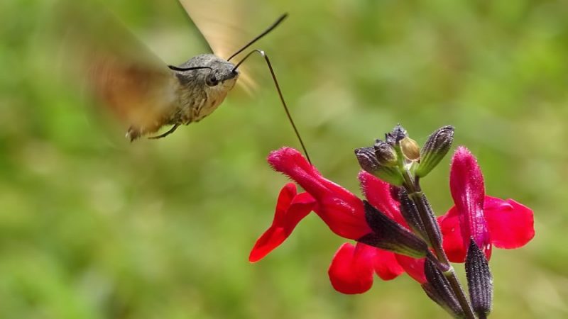 10 years and younger wildlife photo winner 2019 Thomas Easterbrook