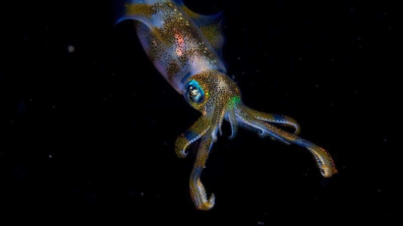 squid photo by Cruz Erdmann