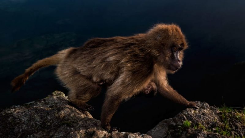 female gelada monkey with infant photo by Riccardo Marchgiani