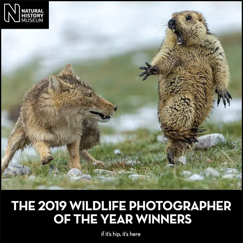 national history museum wildlife photos