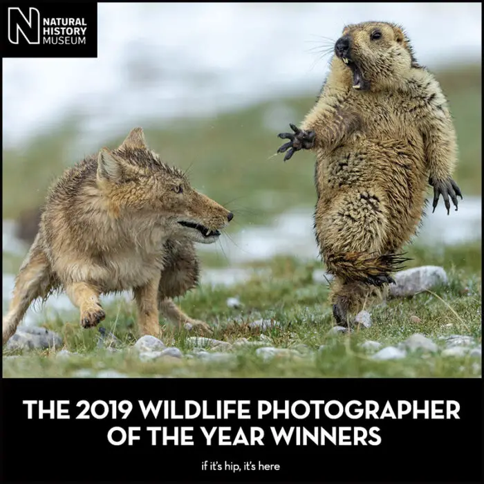 Read more about the article 2019 Wildlife Photographer of the Year Winners
