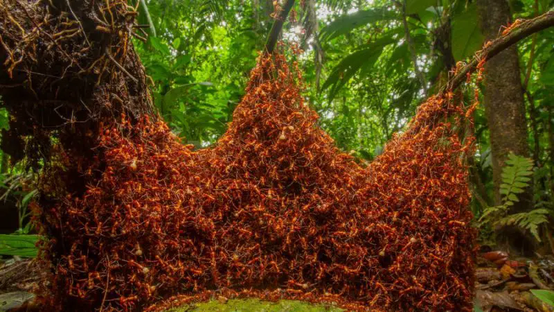 Daniel Kronauer caught a swarm of army ants moving through a rainforest in northeastern Costa Rica.
