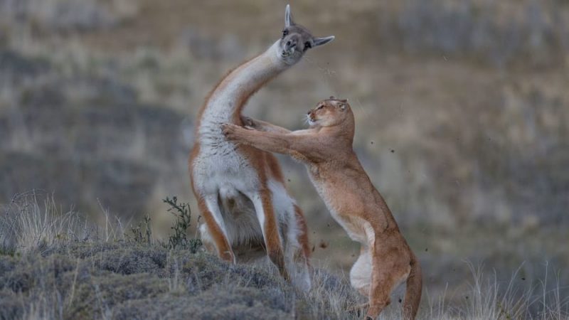 cougar catching puma