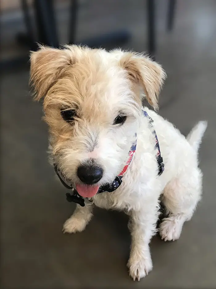 rough coat Parsons russell terrier