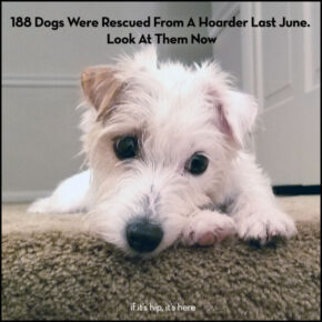 Those 188 Dogs Rescued Last June? Look At Them Now (and All Year Long)