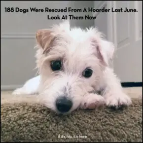 Those 188 Dogs Rescued Last June? Look At Them Now (and All Year Long)