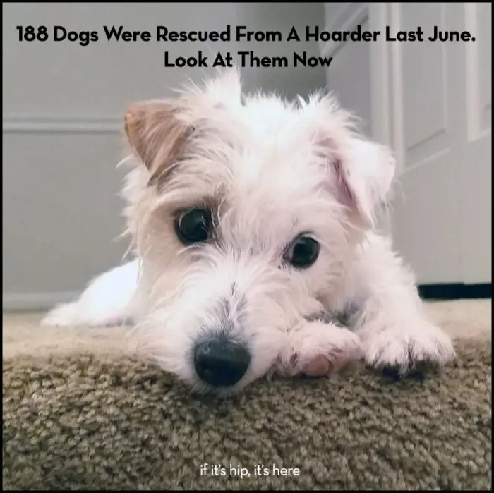 Read more about the article Those 188 Dogs Rescued Last June? Look At Them Now (and All Year Long)