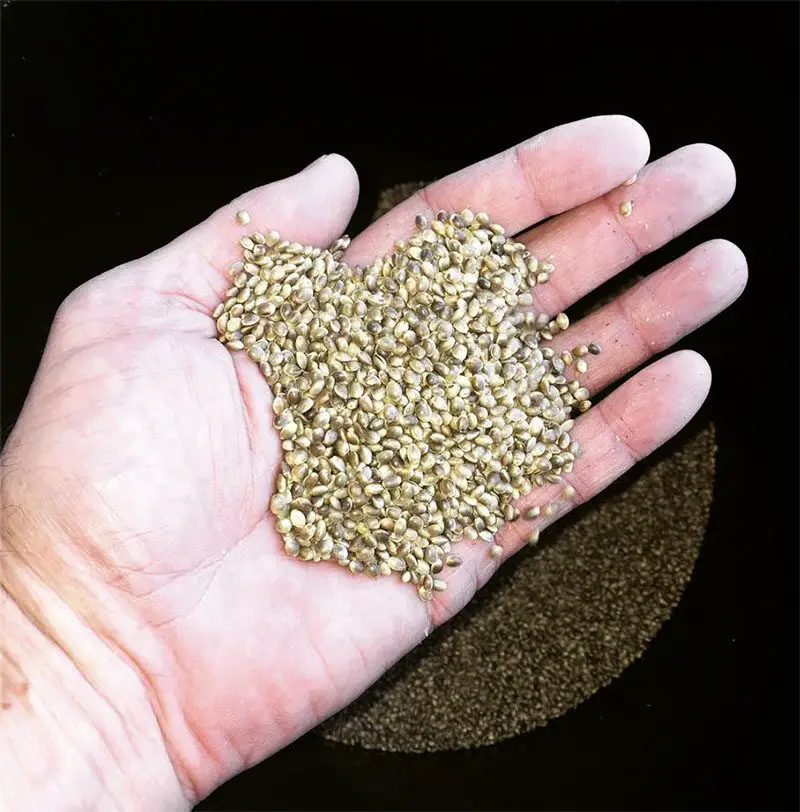 hemp seeds