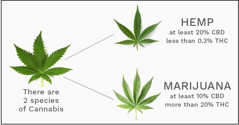 how hemp differs from marijuana