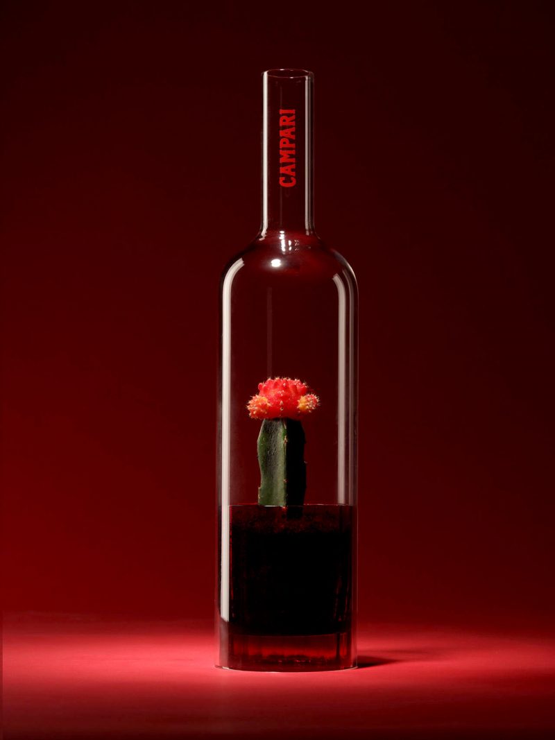 cactus in wine bottle