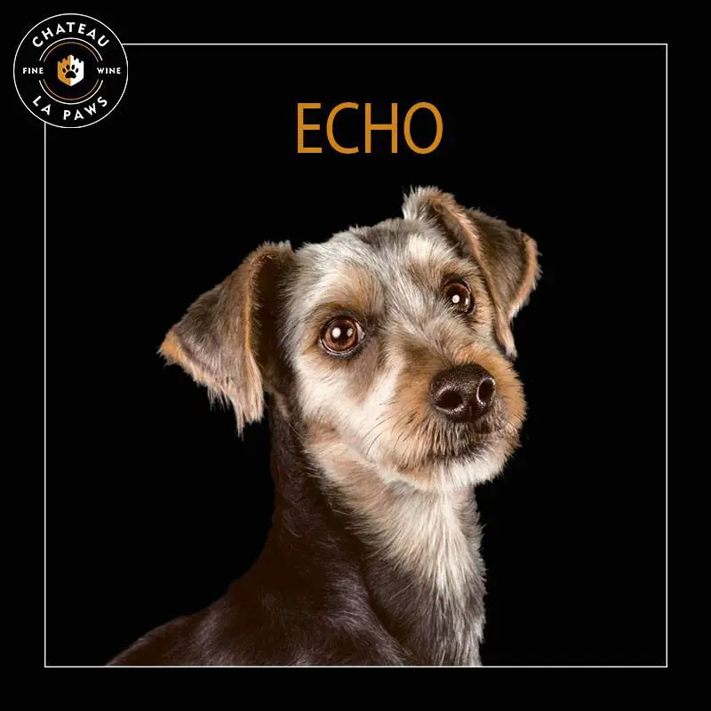 echo chateau la paws