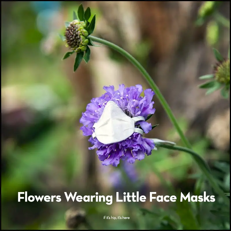 Flowers Wearing Little Face Masks
