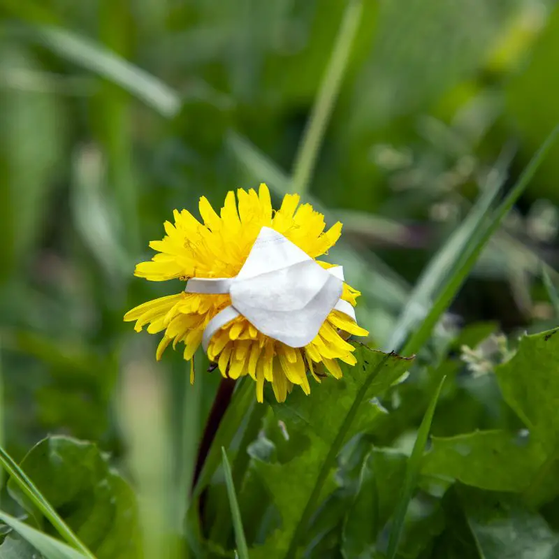 Flower Masks by Monsieur Plant