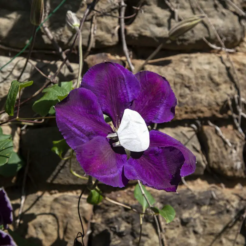 Flower Masks by Monsieur Plant