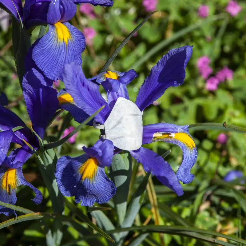 Flower Masks by Monsieur Plant