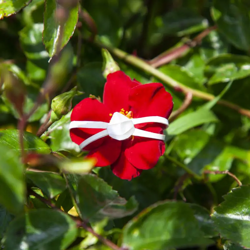 face masks on flowers