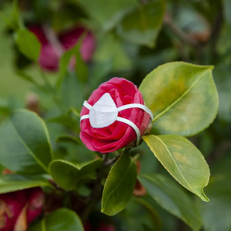 flowers wearing little face masks