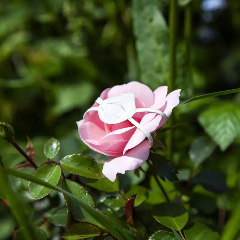 medical masks on flowers