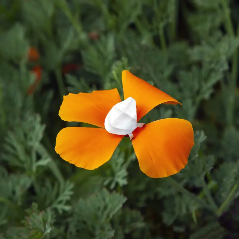 california poppy with mask