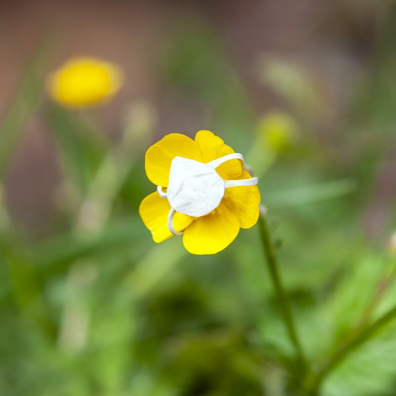 facemasks for flowers