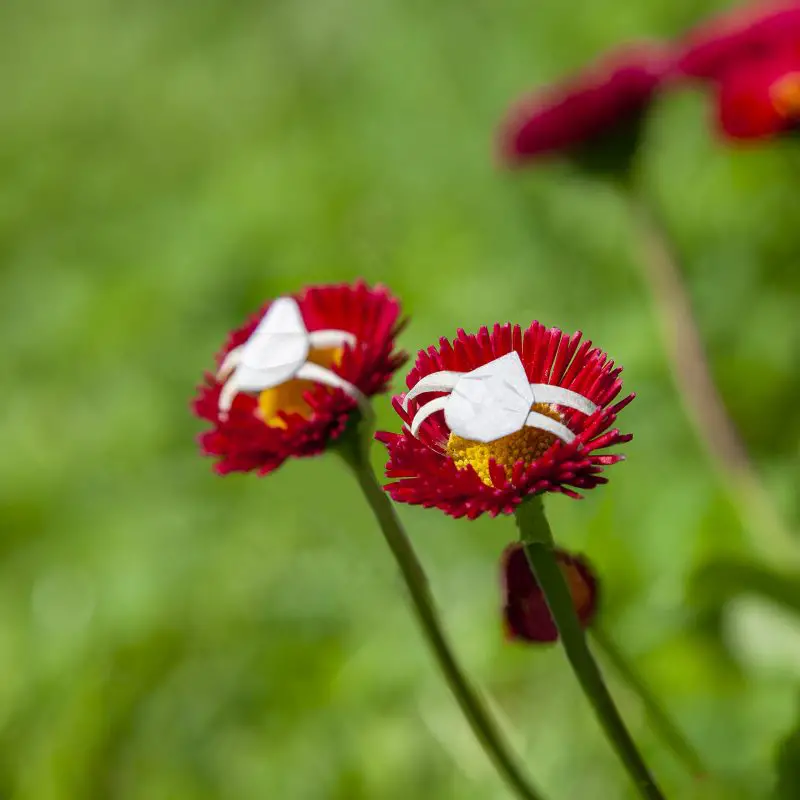 flower masks by mr. plant