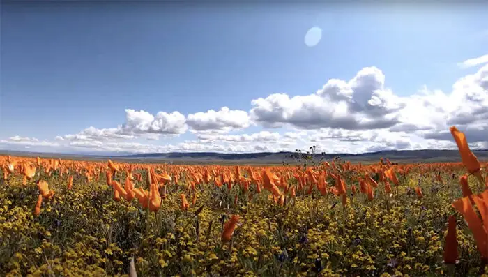 The poppy preserve in Antelope Valley