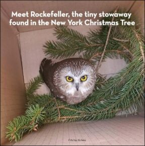 Meet The Tiny Owl Found In The Rockefeller Christmas Tree