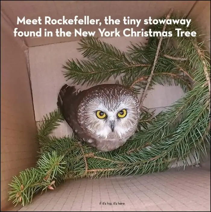 owl found in chritsmas tree