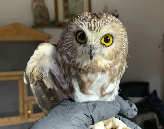 saw-whet owl found in tree