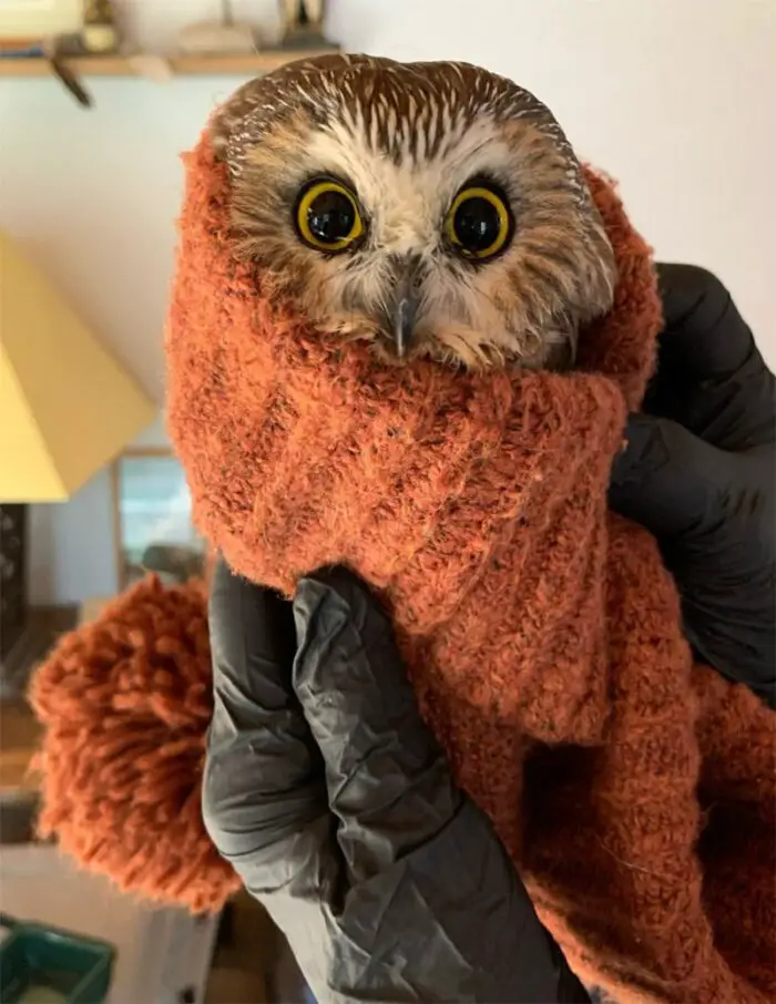 Owl Found In Christmas Tree