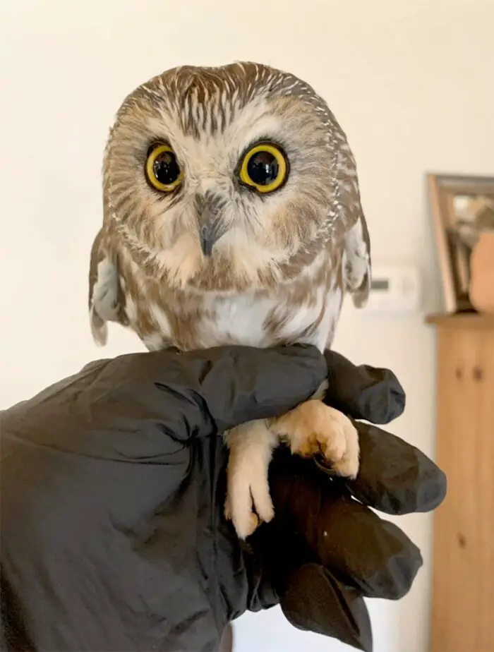 owl found in rockefeller center christmas tree
