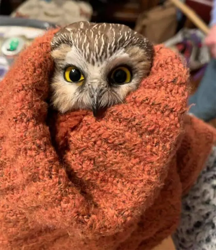 male saw-whet owl