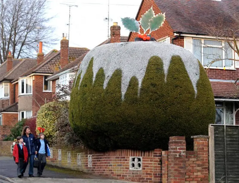 Holley christmas pudding hedge from street