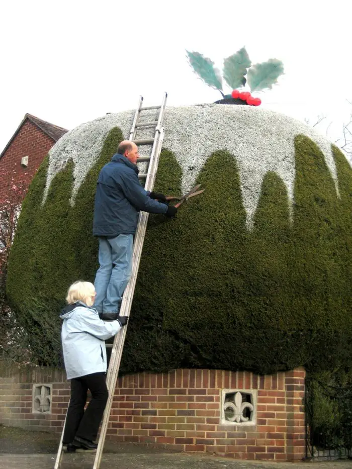 Holley christmas pudding hedge5