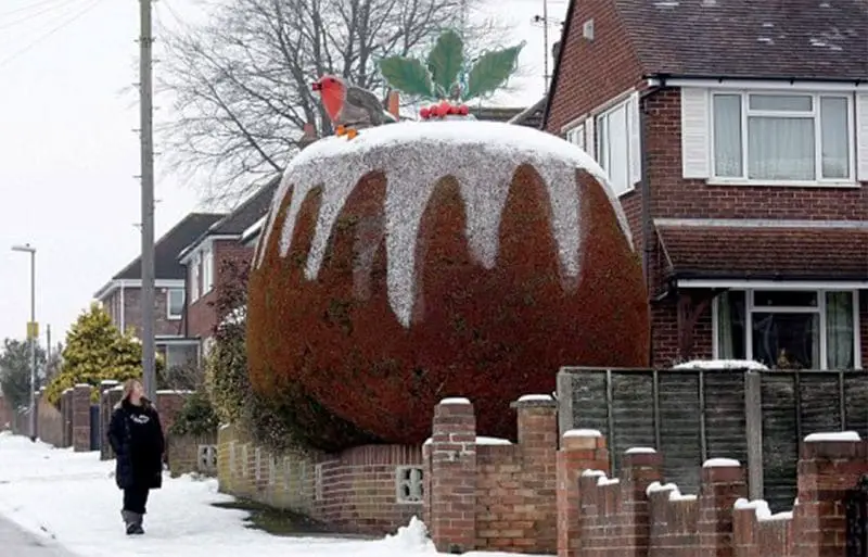 Holley christmas pudding hedge6