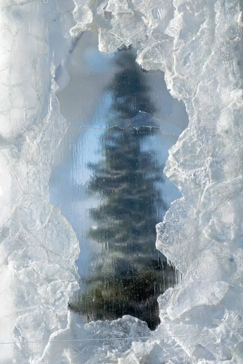 chinneck frozen christmas tree IIHIH