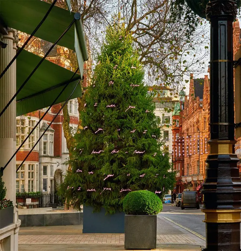 enim connaught tree daytime