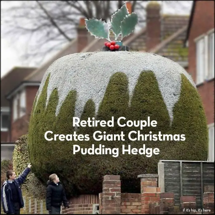 Read more about the article Couple Delights Neighbors With Giant Christmas Pudding Hedge.
