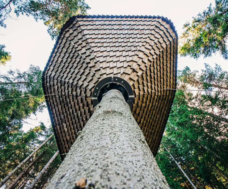 underside of woodnest treehouse