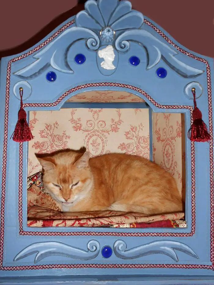 fancy cardboard cat beds